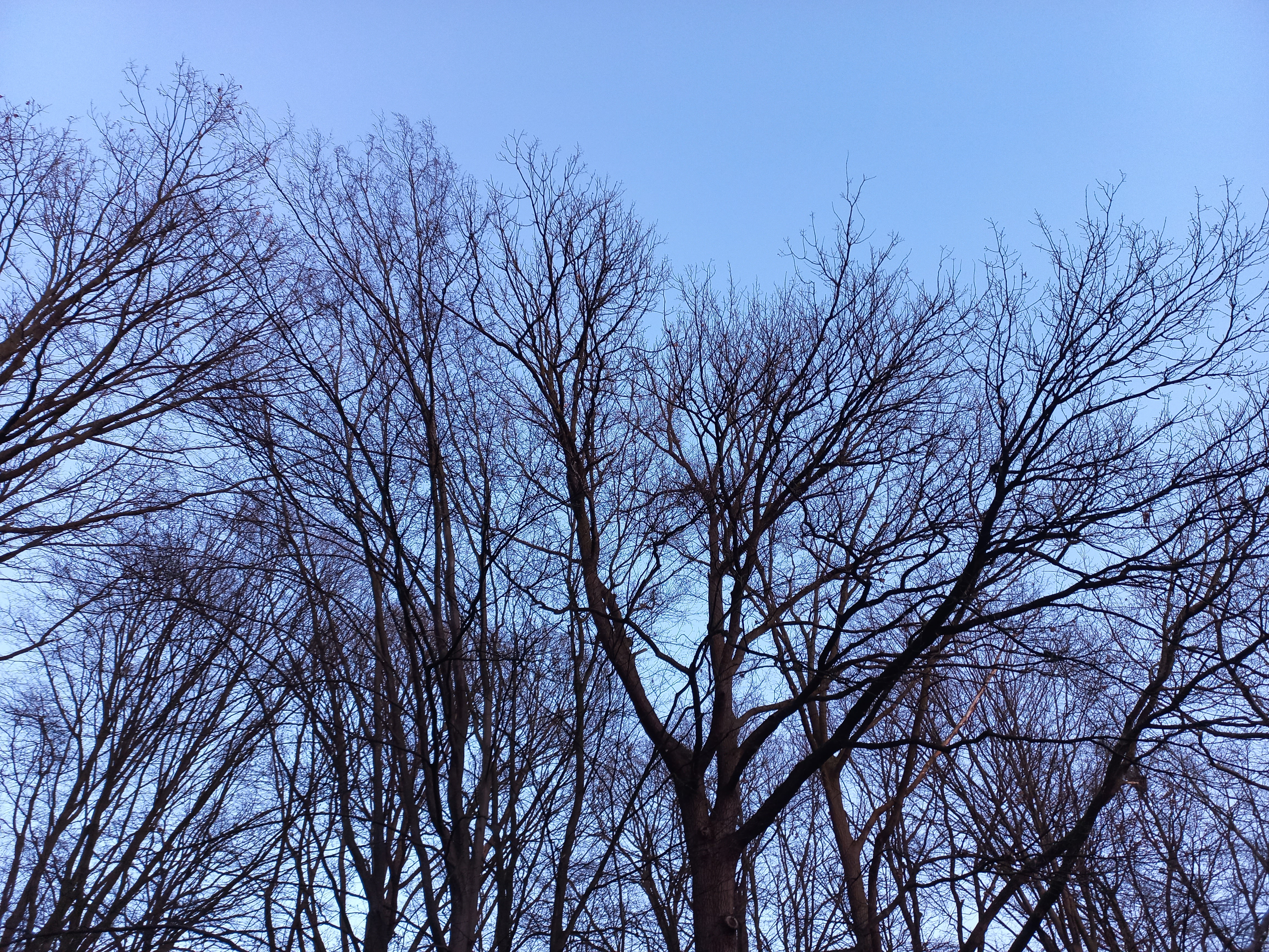 Tree Outlook During Winter Season