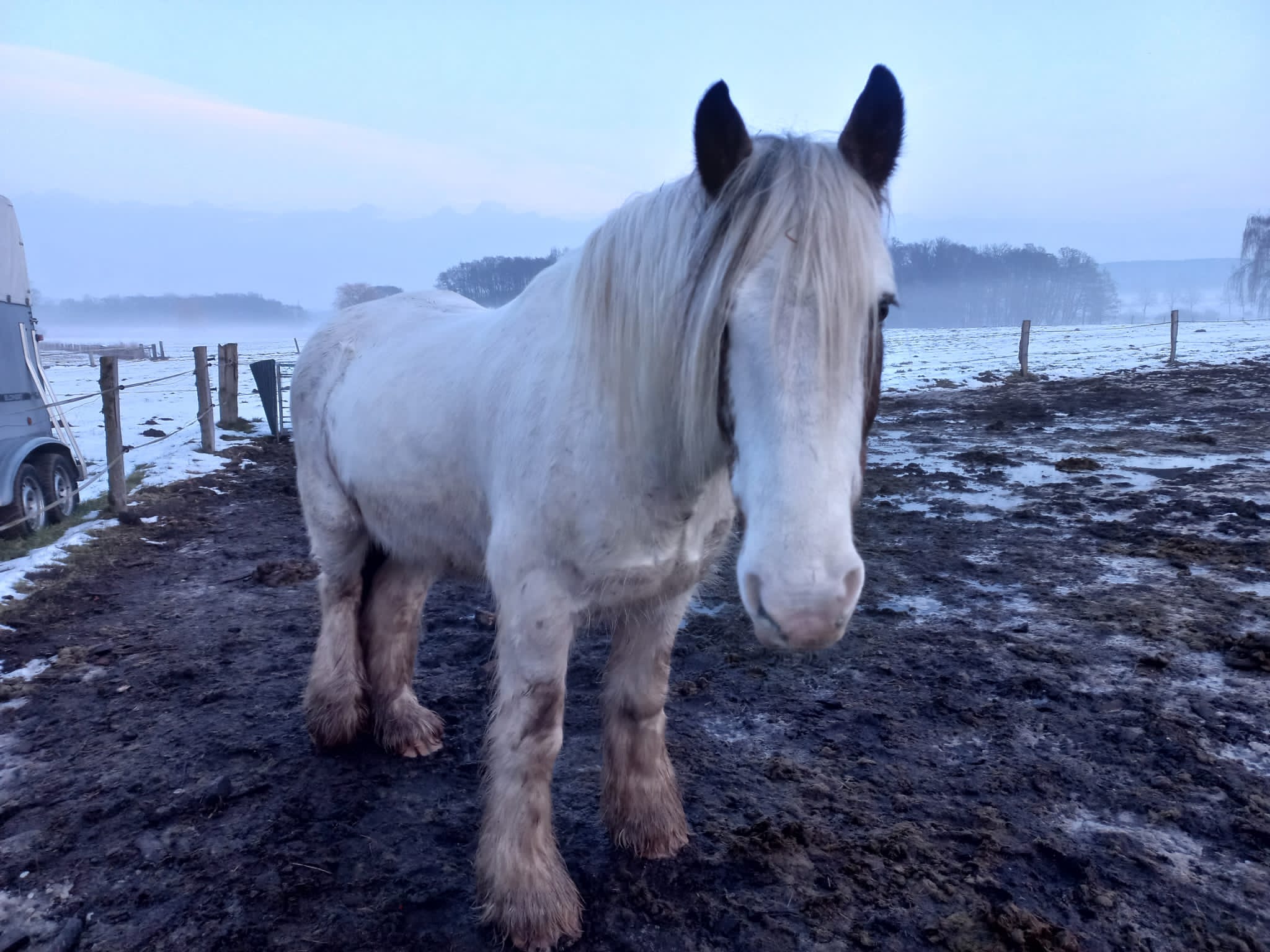 White Horse www.sequesteredowl.com