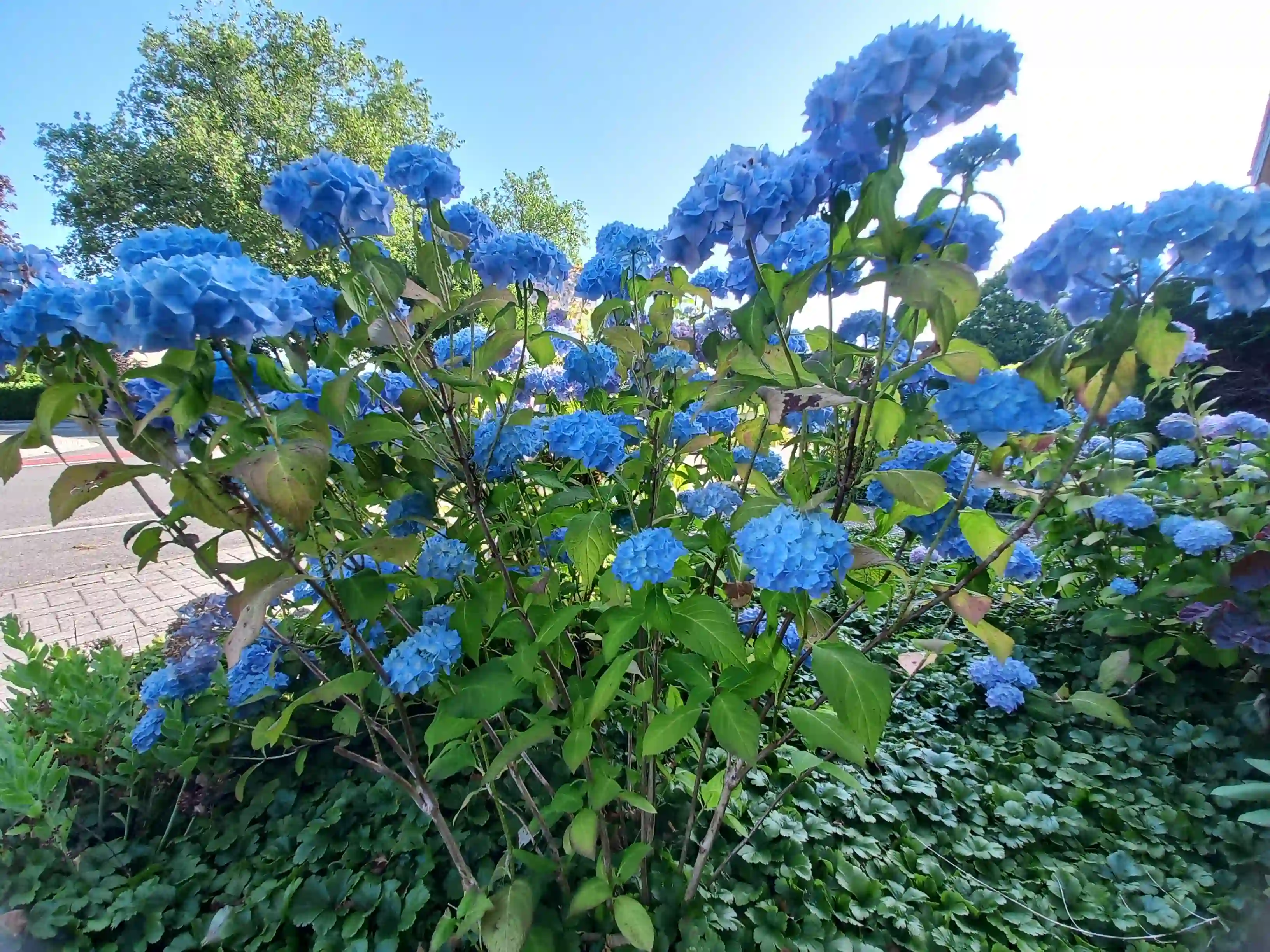 Image of Hydrangeas flower, popular shrubs known for their large, cloud-like clusters of blooms that appear from early spring to late autumn. Native to Asia and the Americas, they symbolize gratitude, grace, and heartfelt emotions.
