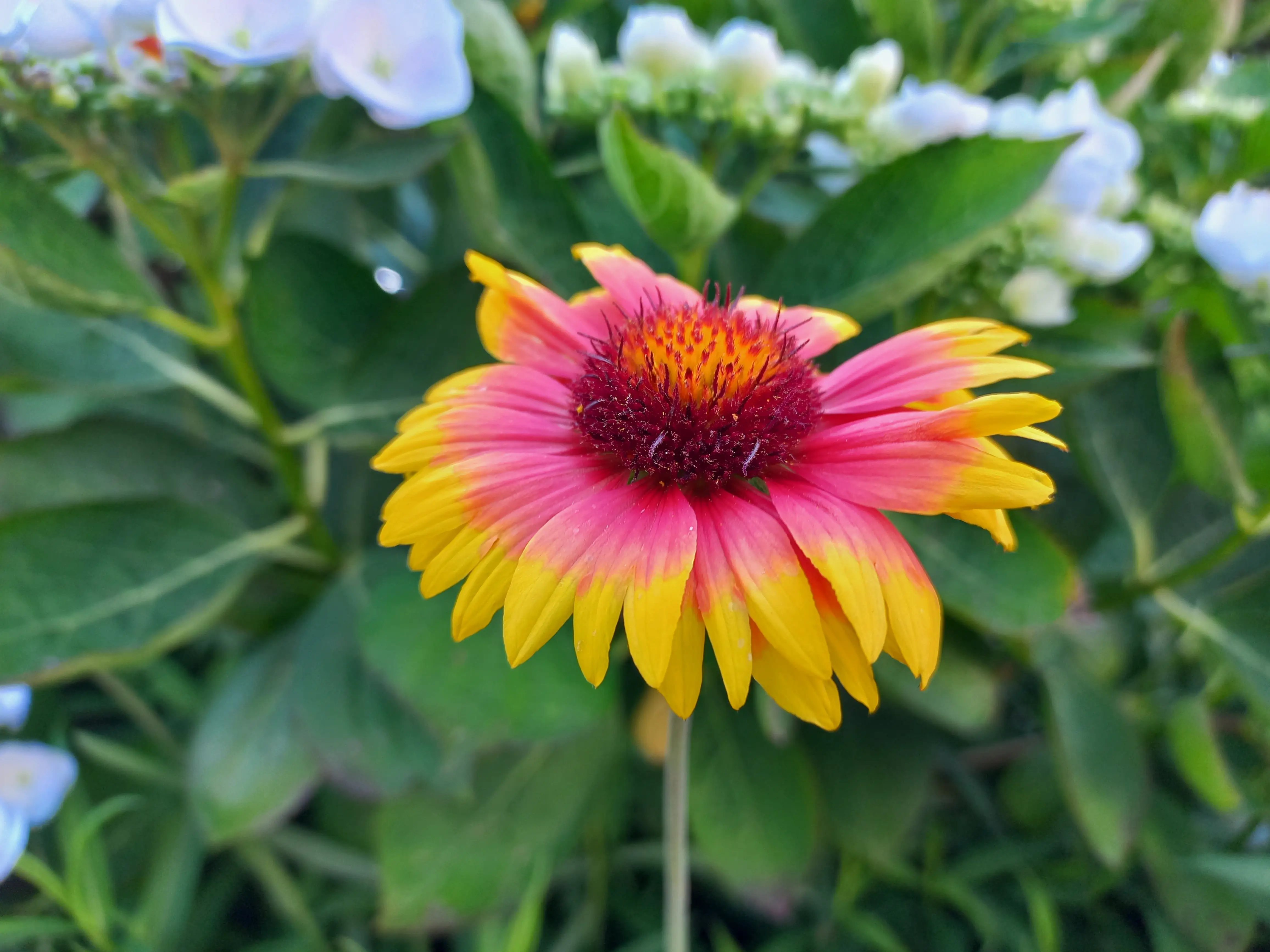 Gaillardia, commonly known as a blanket flower