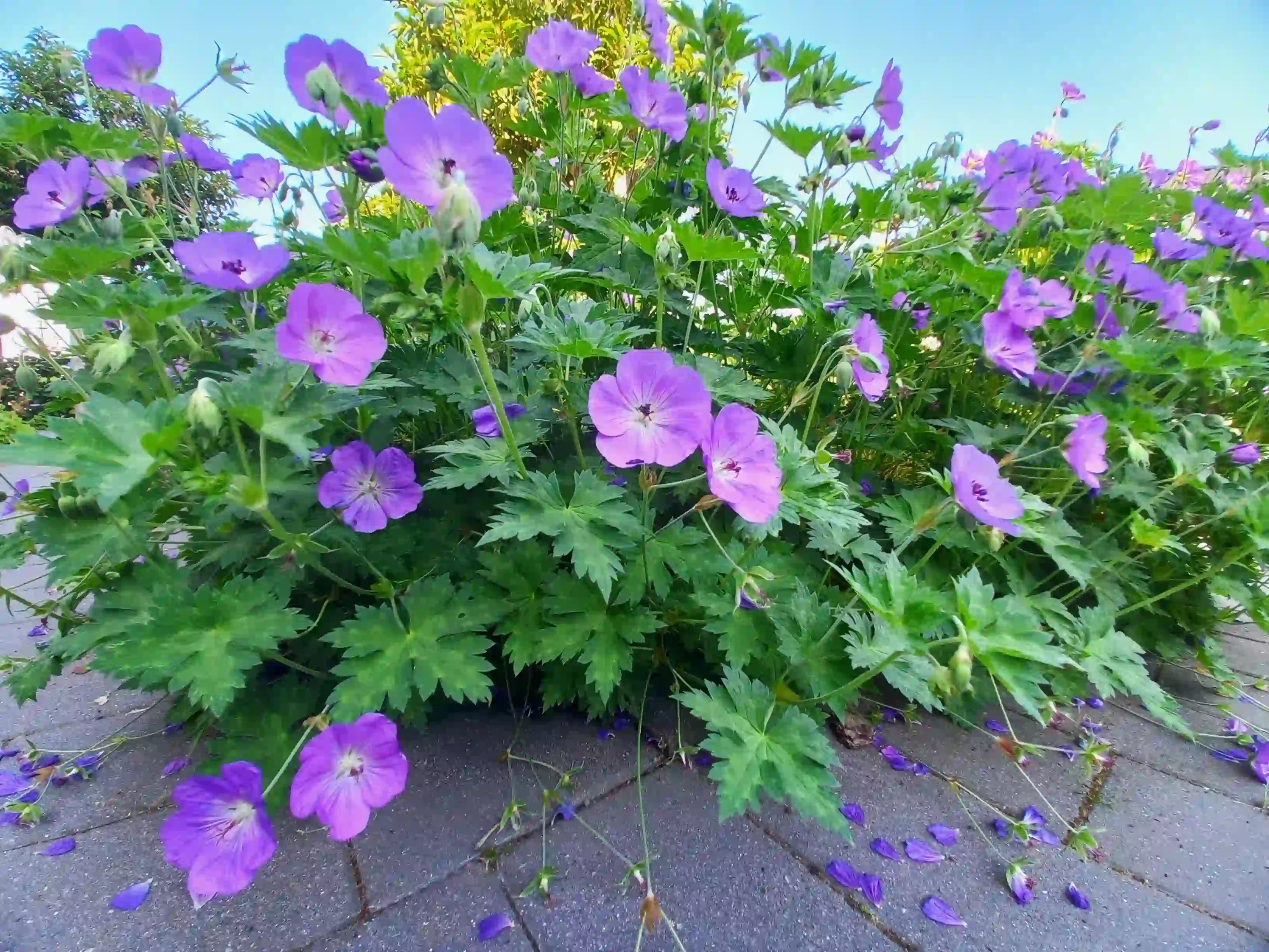 Image of Geranium 'Rozanne' (Storchschnabel) Flower