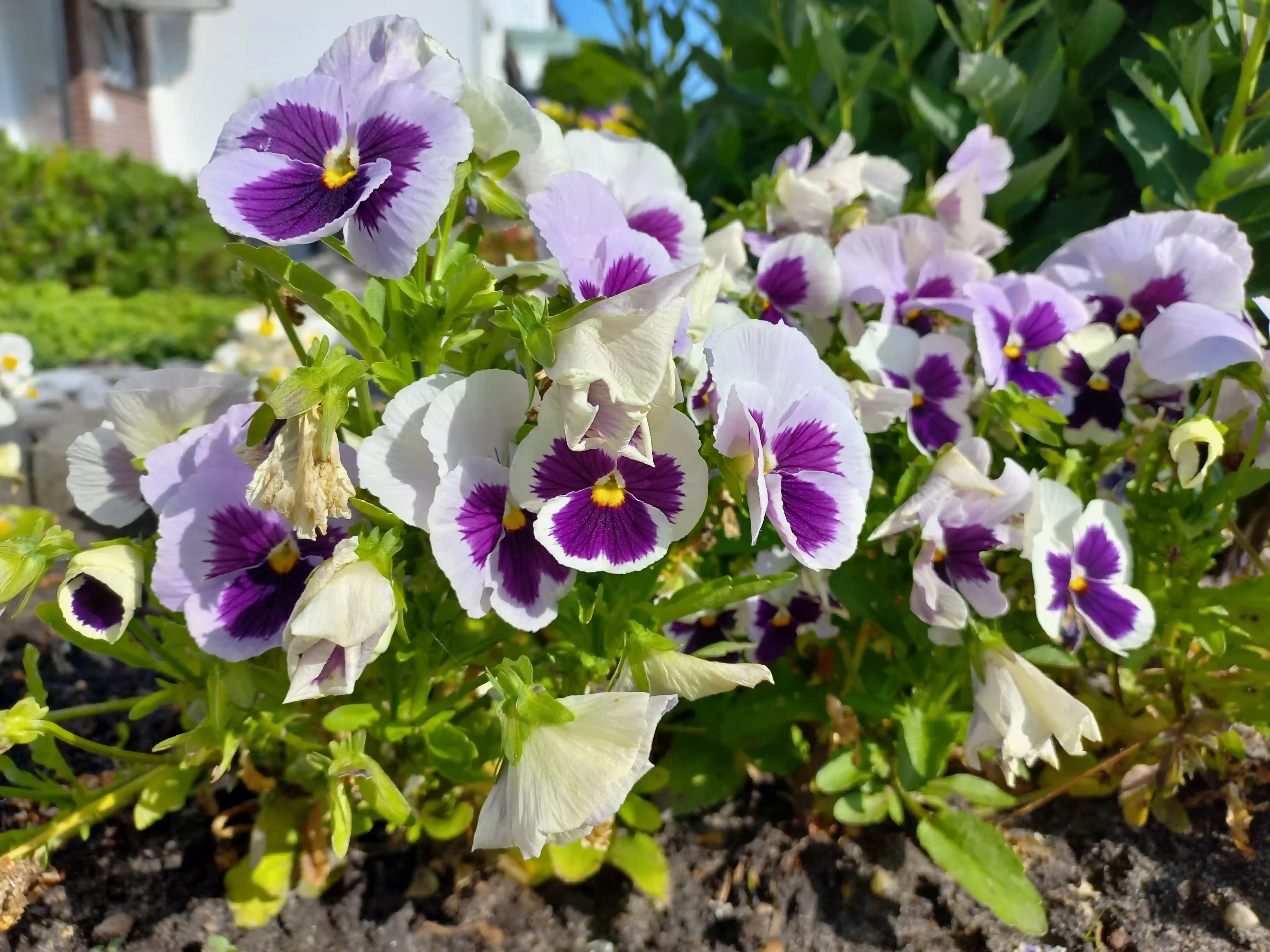 Image of beautiful Pansies Flowers, Viola wittrockiana species