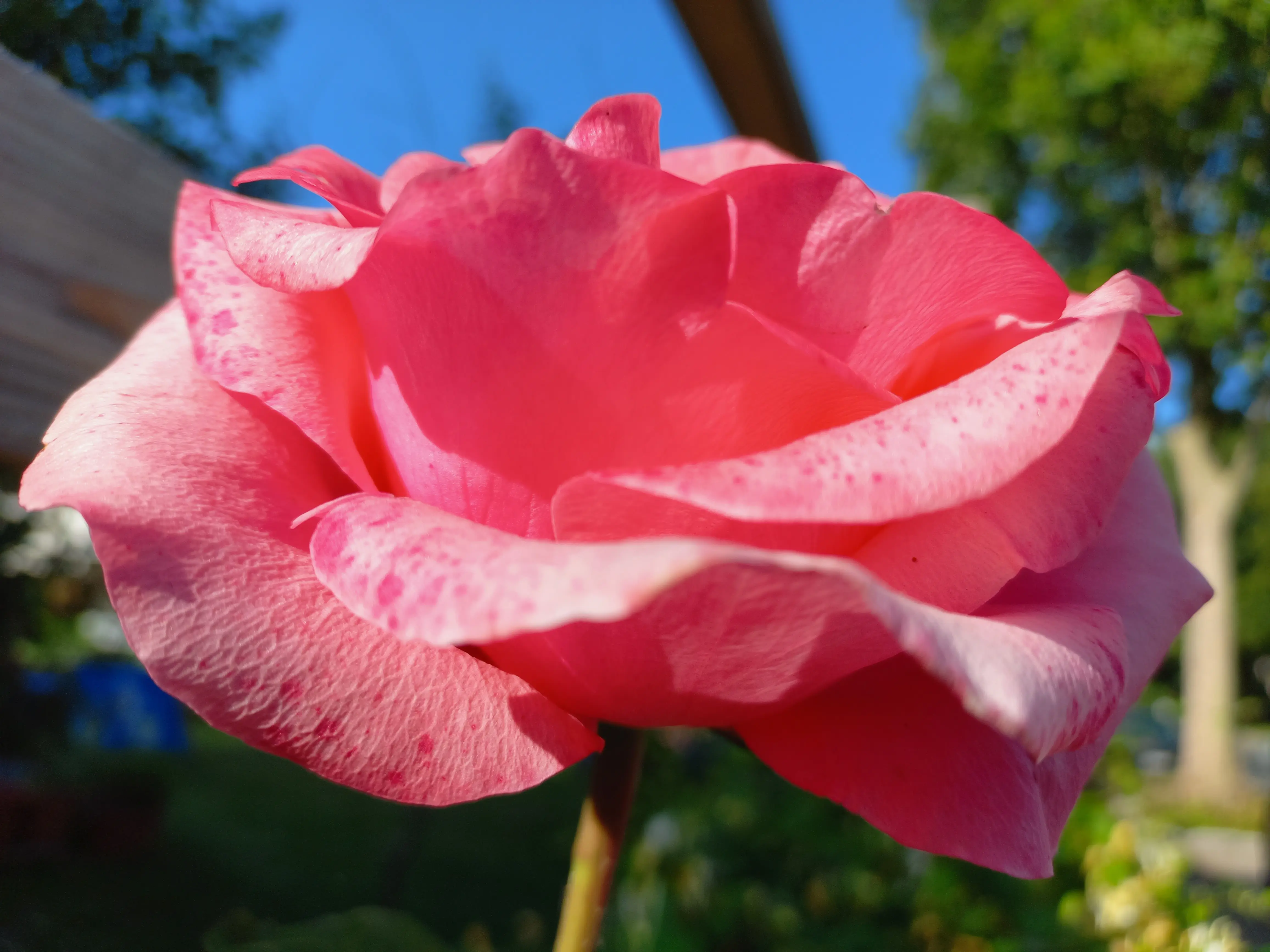 Queen Elizabeth Grandiflora Rose Flower in the street of Belm